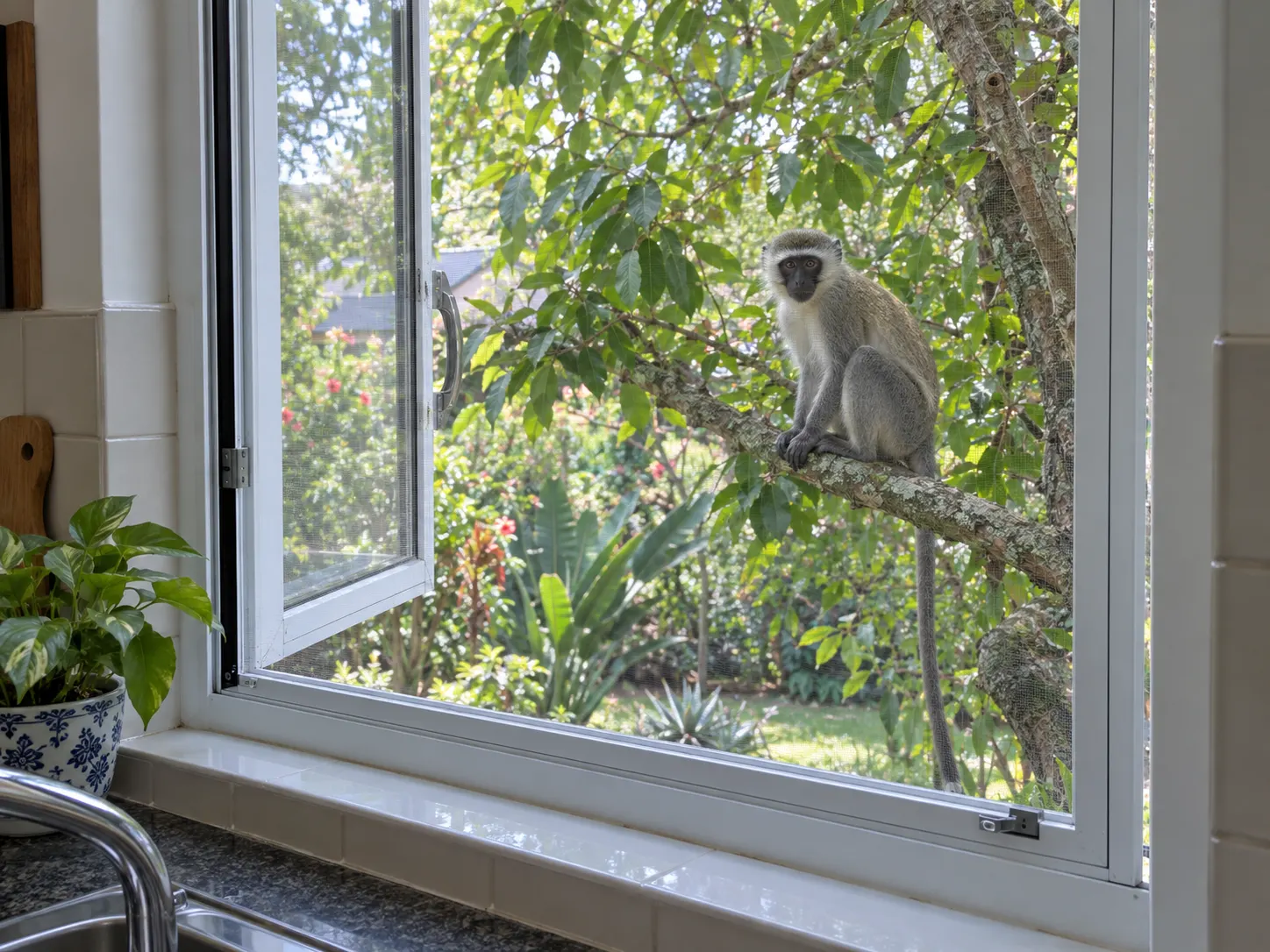 Fly screen on a kitchen window keeping a vervet monkey outside